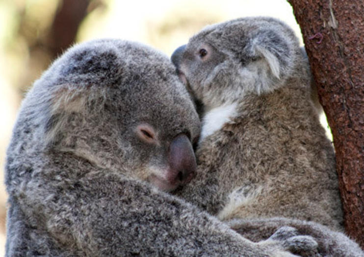 Currumbin Wildlife Sanctuary